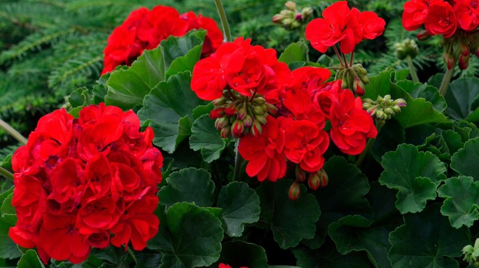 Geraniumactie gestart! Bestel nu je planten. Nieuws afbeelding